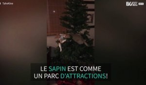 Ces chats s'éclatent avec un sapin de Noël