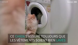 Un petit chien fasciné par la machine à laver