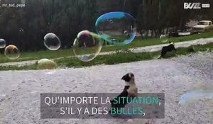 Malgré la grêle, ce chien continue à s'amuser