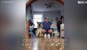 Ces chiens donnent tout pour un concours de nourriture