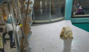 Un hôtel chinois exhibe des ours polaires pour divertir ses clients et provoque la colère de l'association Peta