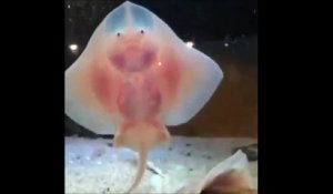 Quoi de plus adorable que ces bébés raies qui dansent sur la vitre d'un aquarium