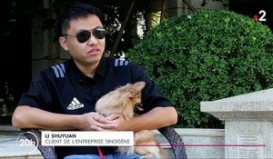 Chine : des maîtres font cloner leur animal de compagnie