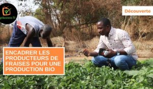 Découverte :  Encadrer les producteurs de fraises pour une production bio