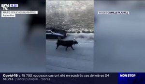 Plusieurs taureaux s'échappent dans les rues d'Arles, une femme blessée