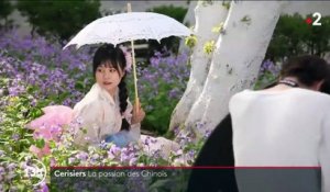 Chine : les cerisiers en fleurs, un signe de renaissance à Wuhan, berceau de la pandémie de Covid-19
