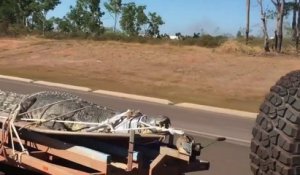 On ne croise pas ça tout les jours : un crocodile géant sur la route