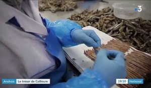 Anchois : un savoir-faire entretenu depuis des générations à Collioure