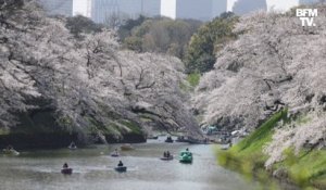 Hanami: à Tokyo, les Japonais se pressent pour admirer les cerisiers en fleurs