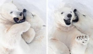 Une ourse polaire et son petit photographiés en train de s'amuser comme des fous