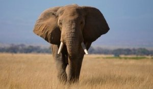 Botswana : la chasse à l'éléphant a commencé avec l'autorisation de tuer 287 pachydermes