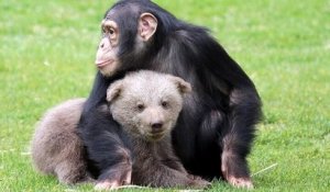 Dans un zoo turc, un chimpanzé s'est lié d'amitié avec un ourson