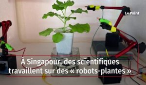 À Singapour, des scientifiques travaillent sur des « robots-plantes »
