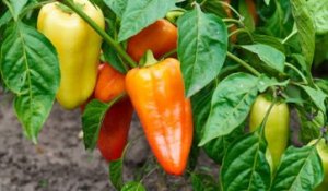 5 aliments, que vous pouvez faire pousser, dans un jardin en conteneur