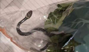 Elle achète une salade chez Aldi et découvre un serpent vivant à l’intérieur