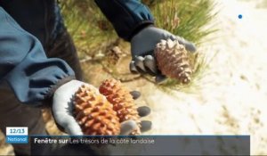Landes : les pommes de pins maritimes, trésor de la Nouvelle-Aquitaine