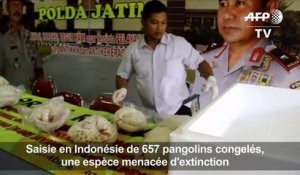 Indonésie: saisie de 657 pangolins congelés