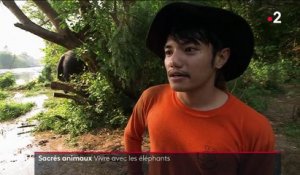 Thaïlande : la vie auprès des éléphants, animaux sacrés