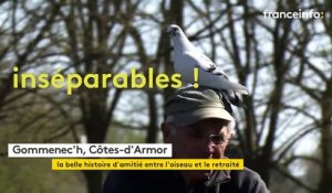 Un retraité des Côtes-d’Armor entretient une amitié étonnante avec un pigeon