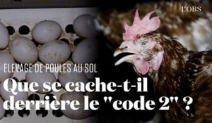 La terrible réalité derrière des œufs "code 2", dénoncée par l'association L214