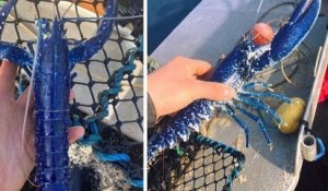 Royaume-Uni : un pêcheur a remonté un homard bleu dans ses filets, un spécimen très rare