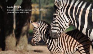 Zoo de La Barben : réouverture oui, mais quand ?