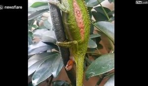 Assistez à la naissance de bébés caméléons... magnifique