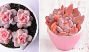 Ces plantes grasses de couleur rose sont parfaites pour égayer votre intérieur