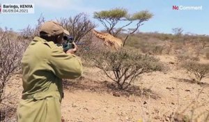 Kenya : des girafes secourues d'une île submergée par les eaux