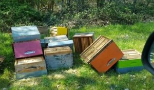 Dans le Loiret, 130 ruches ont été détruites chez un apiculteur