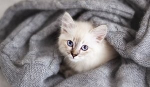« Je viens d'euthanasier 4 chatons. Stérilisez vos animaux bordel », le coup de gueule d'un vétérinaire sur Twitter fait le buzz