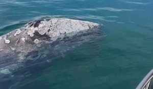 Le périple inhabituel d'un baleineau, égaré en Méditerranée, fascine et en même temps préoccupe les scientifiques