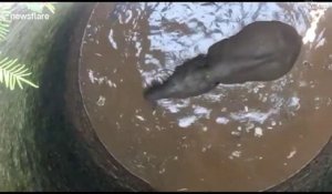 Ces habitants de Thaïlande sauvent un éléphant tombé dans un puits