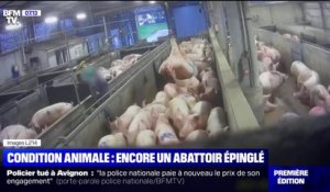 Maltraitance animale: L214 diffuse de nouvelles images choc d'un abattoir du Finistère