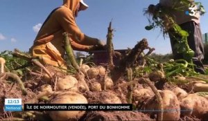 Agriculture : la bonnotte, une pomme de terre primeur d’exception cultivée à Noirmoutier