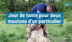 Jour de tonte pour deux moutons d’un particulier à Saint-Just-Sauvage dans la Marne