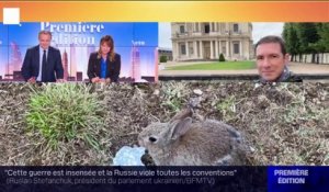 Y a-t-il trop de lapins sur l'esplanade et dans les jardins des Invalides à Paris?