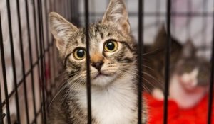 New York : un projet de loi a été adopté pour interdire la vente de chiens, chats et lapins dans les animaleries