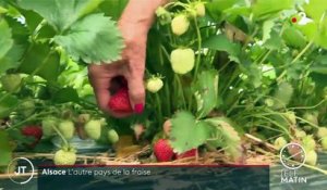 Alsace : quand les consommateurs viennent cueillir leurs fraises pour la saison