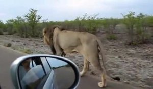 Ce lion déteste qu'on le suive en voiture
