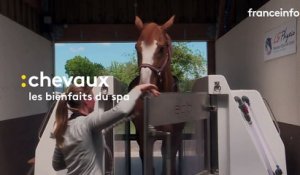 En Seine-Maritime, de la balnéothérapie de luxe pour les chevaux de sport