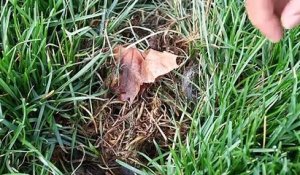 Regardez ce qui se cache dans ce trou dans l'herbe du jardin... Trop mignon