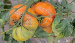Savez-vous planter des tomates  Conseils glanés au festival de la tomate