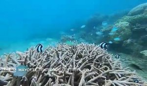 Mayotte - Protéger les tortues