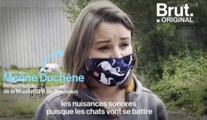 À Bordeaux, Marine se mobilise pour limiter la propagation des chats errants