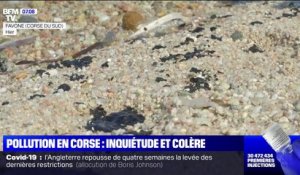 La pollution aux hydrocarbures en Corse provoque l'inquiétude et la colère des pêcheurs