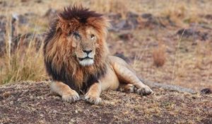 Le Roi Lion du Kenya, Scarface, s'est éteint à l'âge de 14 ans