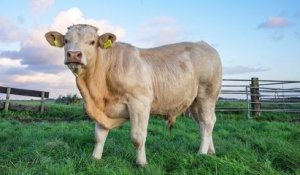 Anglet : condamnée à une mort certaine, une vache fuit l'abattoir et prend la poudre d'escampette