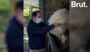Au Pays Basque, ils relancent la filière de laine de mouton