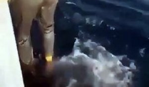 Ce dingue marche sur le dos d'un requin baleine